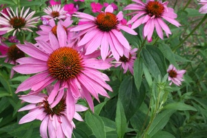 More flowers...