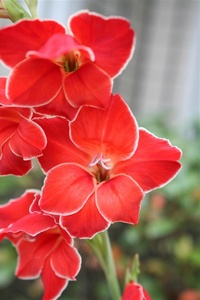 More flowers 2
