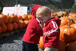 Pumpkin Patch?