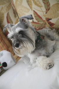 Miss Maggie
