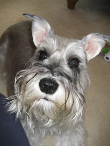 Maggie Moo