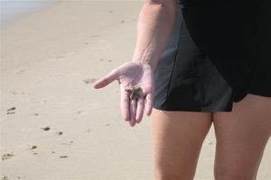 Starfish