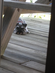 Angus - OBX