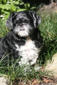 Oreo