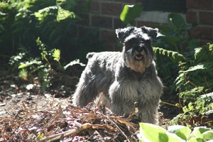 Angus