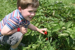 Strawberry Time