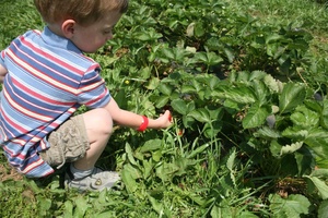 Strawberry Picking