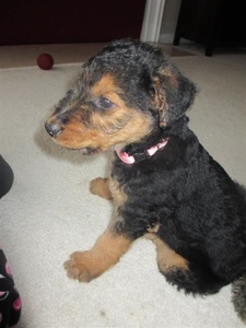 8 weeks
