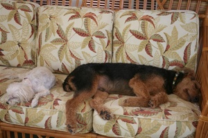 It's a dog's life....